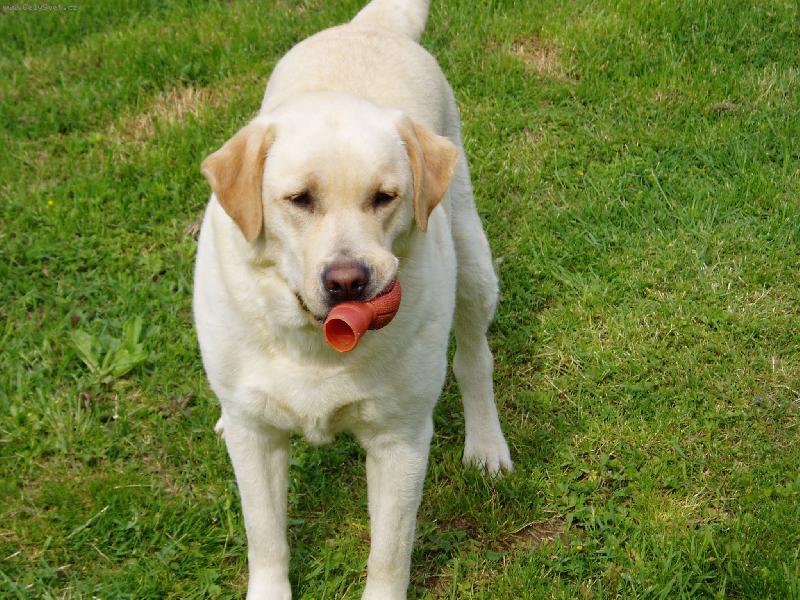 Foto: Nem� r�da pr�zdnou tlamku