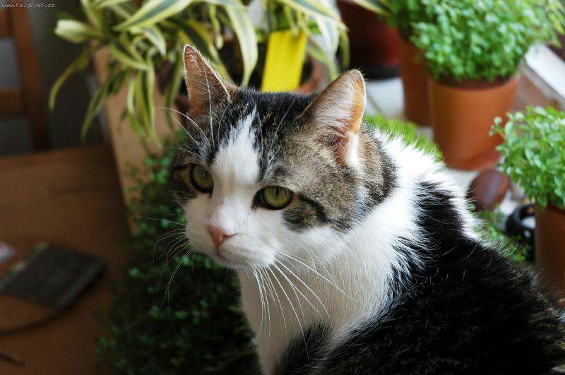 Foto: Neotravuj-kocour Kry�tof - 16 let