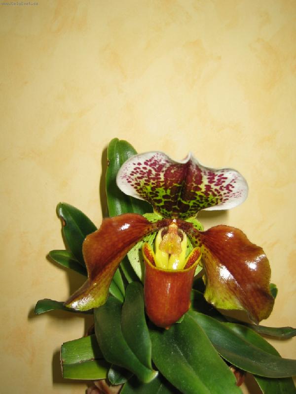 Foto: JEDNA Z MAMIN�IN�CH ORCHIEJEK-paphiopedilum