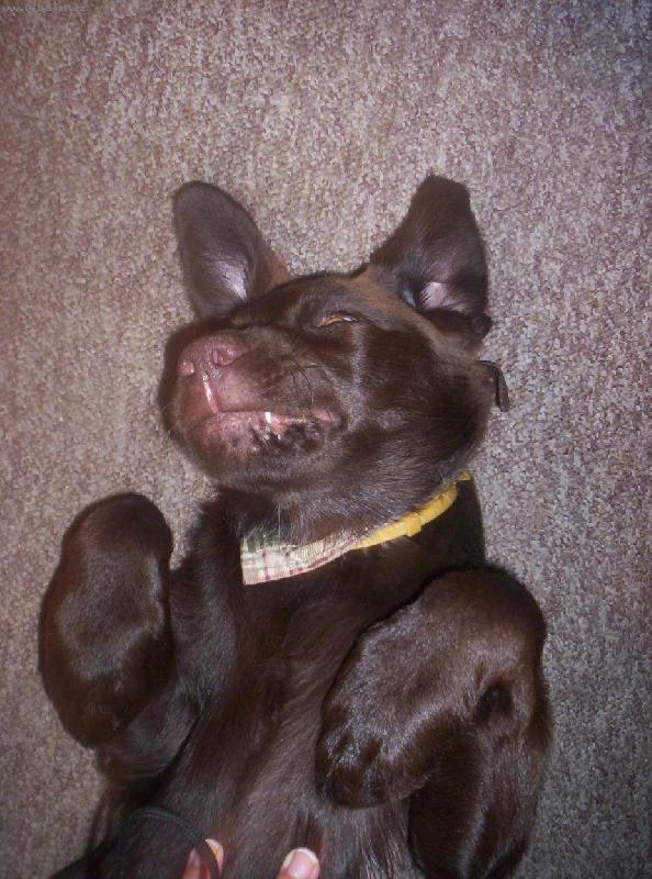 Foto: Peggy1-Takhle je mi nejl�p.......jen si mo�n� mysl�te, �e jsem netop�r, ale kdepak, jsem labradorsk�� retriever.:-)