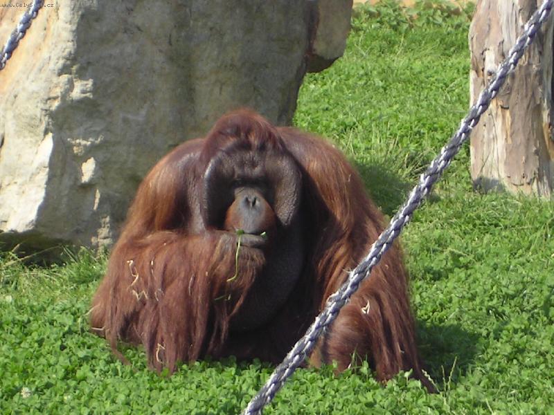 Foto: orangutan-orangutan v zoo