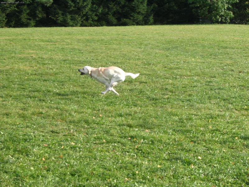 Foto: Sam-Nejsem b��c� �idle, jsem skl�dac� pes :o)