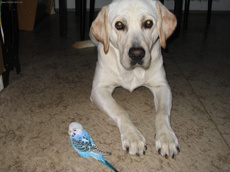 Foto: Sam��ek-Nerozlu�n� kamar�di