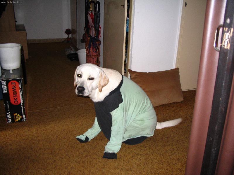 Foto: Sam��ek-Pot�ebuje n�kdo n�co? Ne??? Tak pro� m� bud�te?!? Zd�l se mi kr�sn� sen o k�upav� vo�av� kosti.