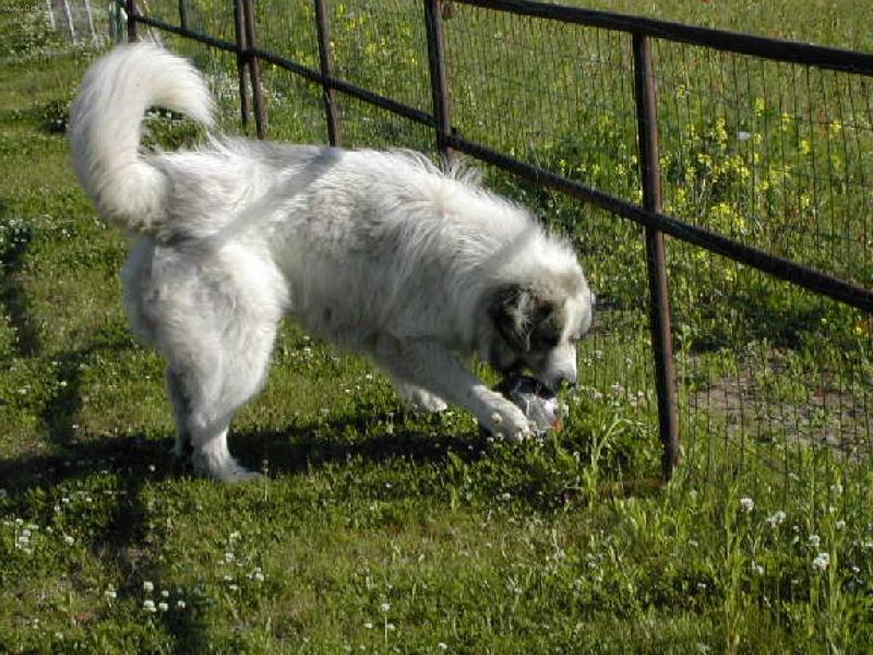 Foto: Edgar Mauntain Almanach-Chce� si zahr�t fotbal???