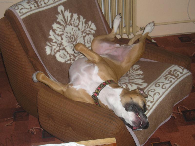 Foto: Siesta na gau�i