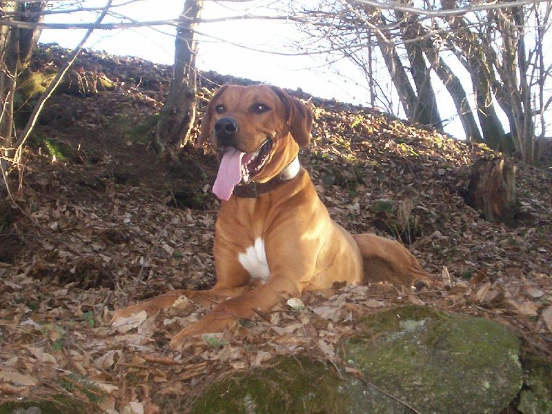 Foto: Sakri�,m�m l�z�k a� na vest�...:-)-Lex�v odpo�inek