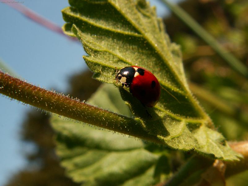 Foto: Beru�ka-Beru�ka na na�� zahrad�