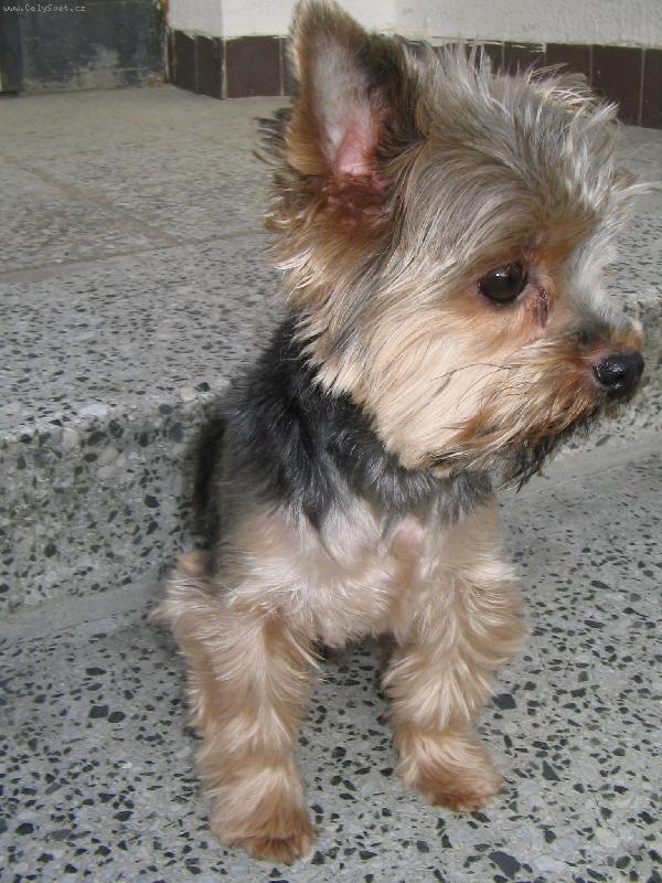 Foto: Nejsem roztomilej??-ve�ern� ptoch�zka..