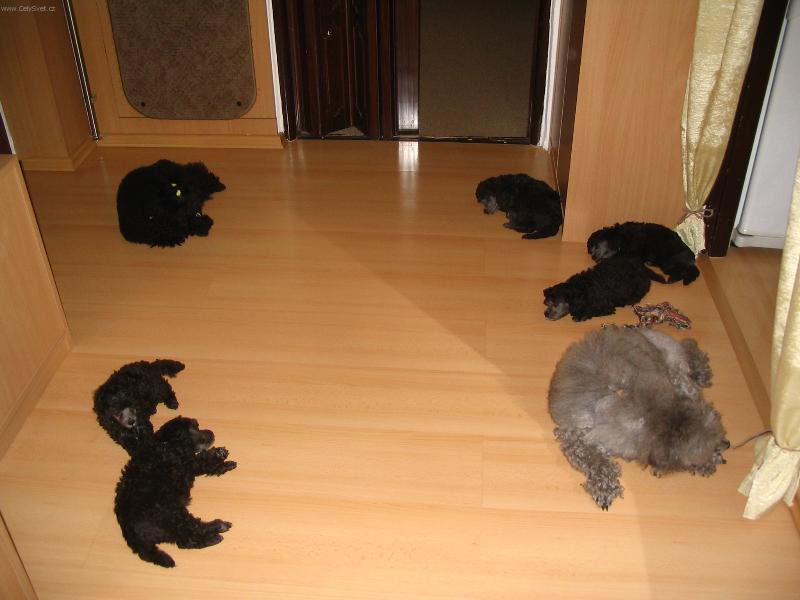 Foto: Odpoledn� siesta-na�e dv� pudl� fenky a  5 �t���tek