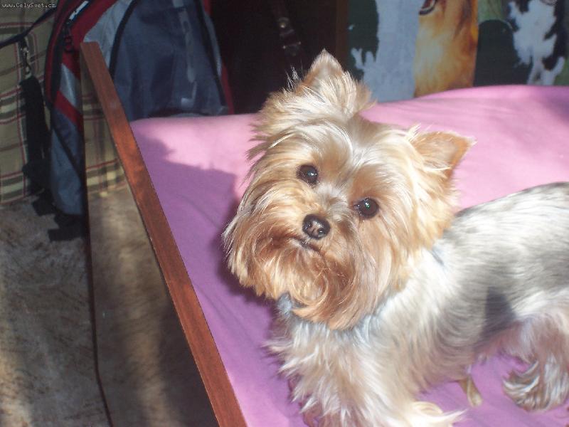 Foto: Na�e princezna Anetka Zlobiv� �t�st�