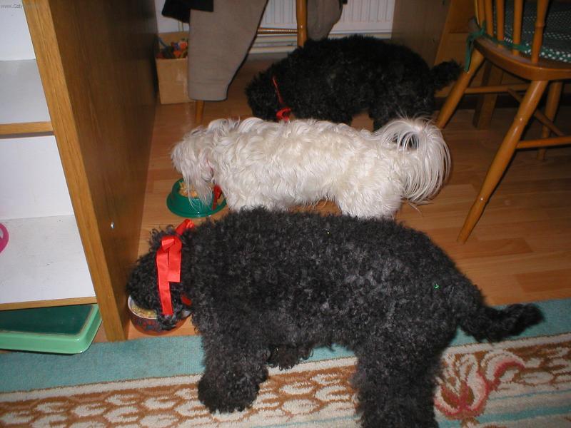 Foto: �t�drove�ern� ve�e�e-vesel� v�noce