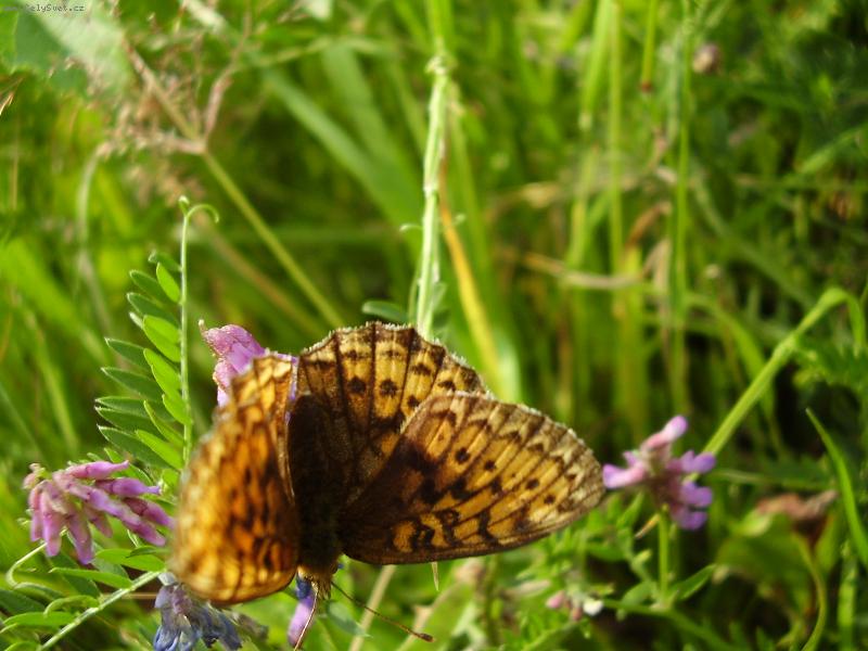 Foto: Tyg��k-Kr�l na�� zahrady