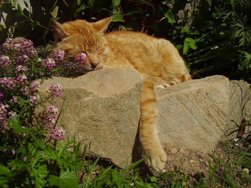 Foto: Odpoledn� siesta