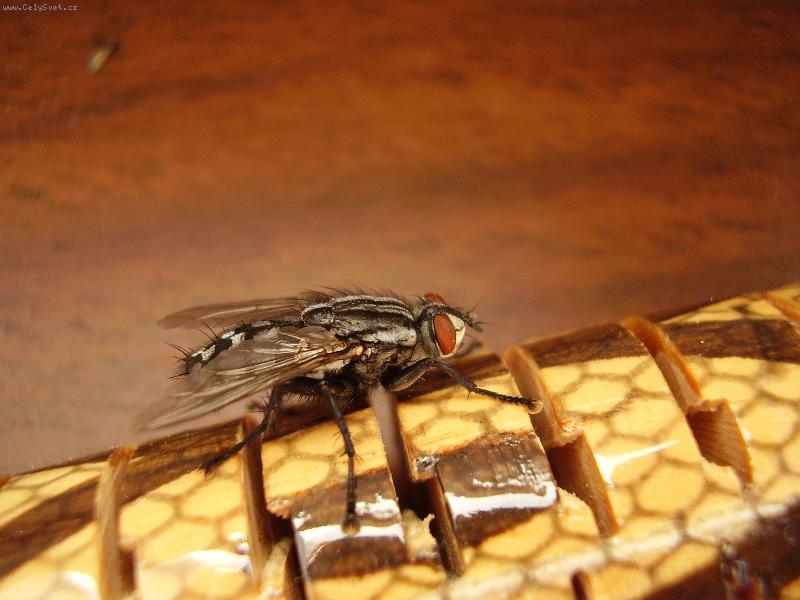 Foto: Moucha