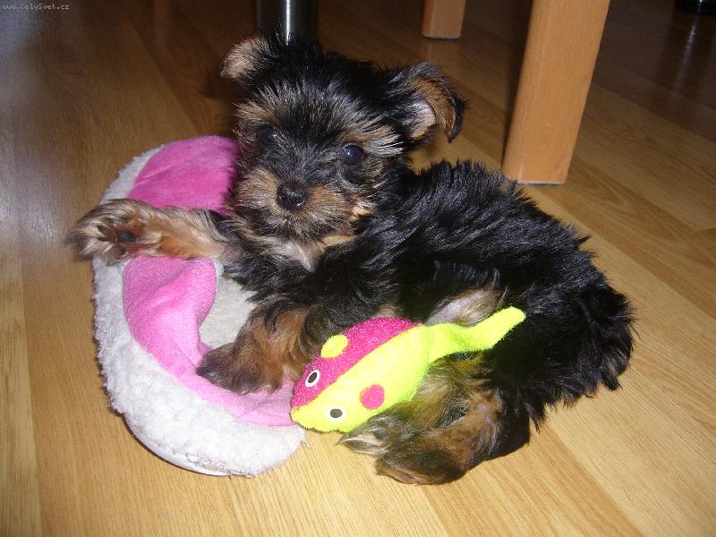 Foto: Elinka-to mam krasnou my�ku :-)