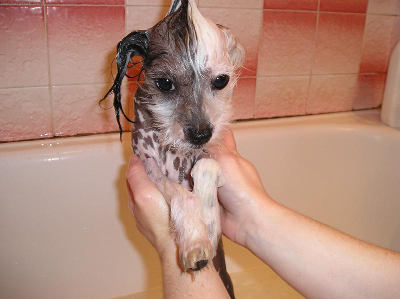 Foto: Ajku�ka se koupe-Ajkinka koup�n� prost� miluje