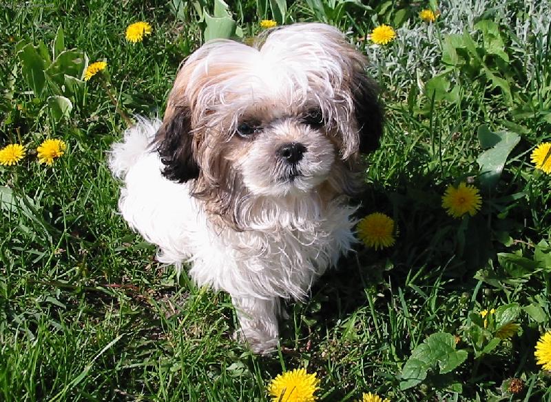 Foto: Slu��m-Ps�k na proch�zce