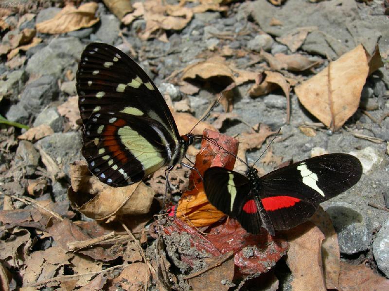 Foto: Setk�n� mot�l�-mot�li z p��rodn� rezervace Otun Quimbaya