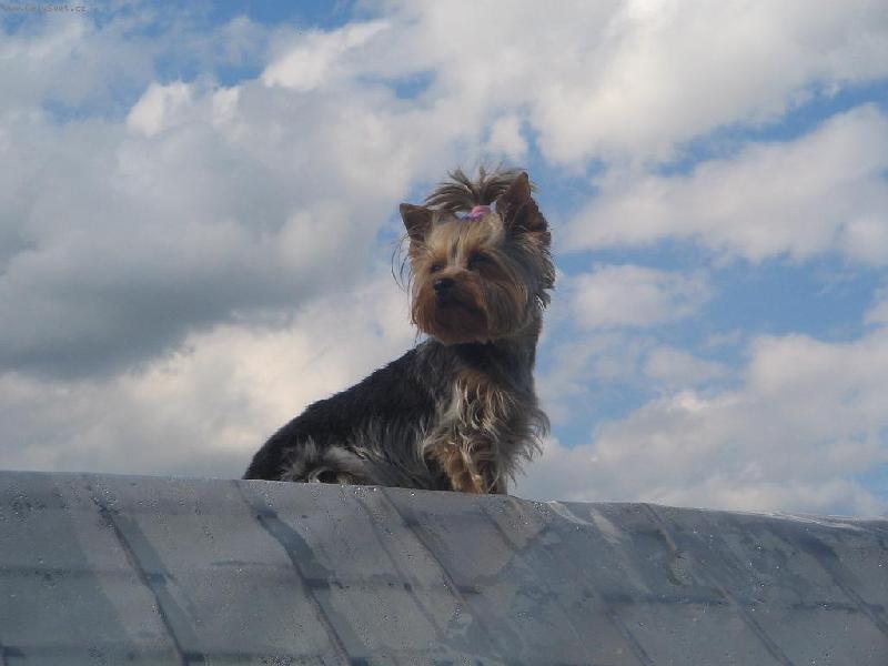 Foto: My�lenkama v oblac�ch