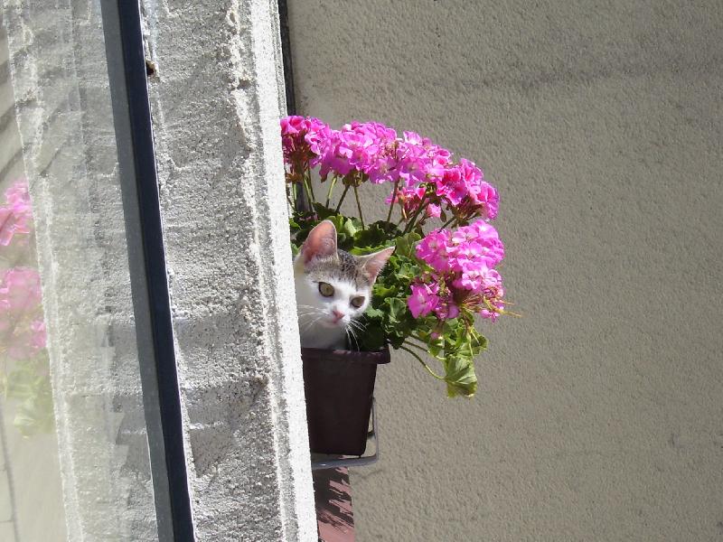 Foto: nov� kv�tina-pod�vejte se,co n�m vykvetlo za oknem