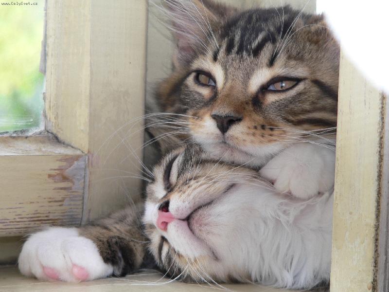 Foto: naprost� souzn�n�-moj� mazl��ci p�i poledn� siest�