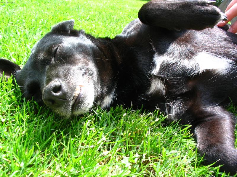 Foto: Karel-Je to sice fenka,ale je to Karel..:)