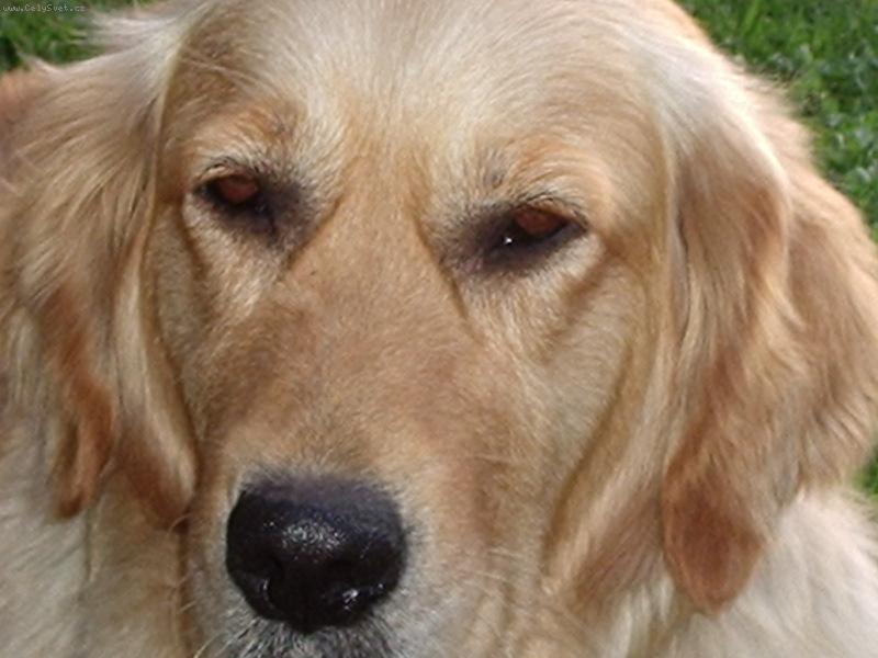 Foto: Portr�t Vikinky-To jsem hezk�, co?