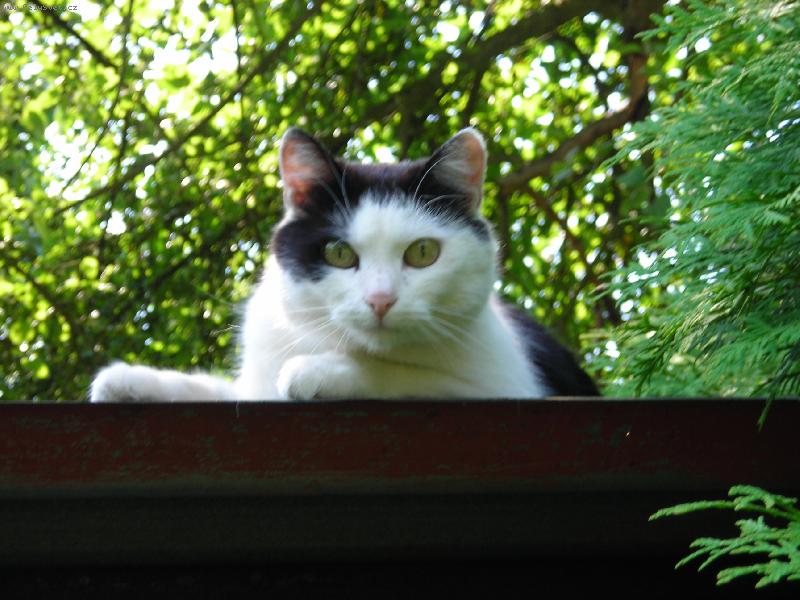 Foto: Na strom se za mnou nedostane�....