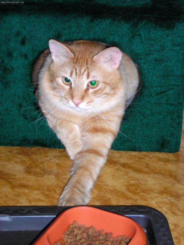 Foto: To j�dlo si mus�m hl�dat!