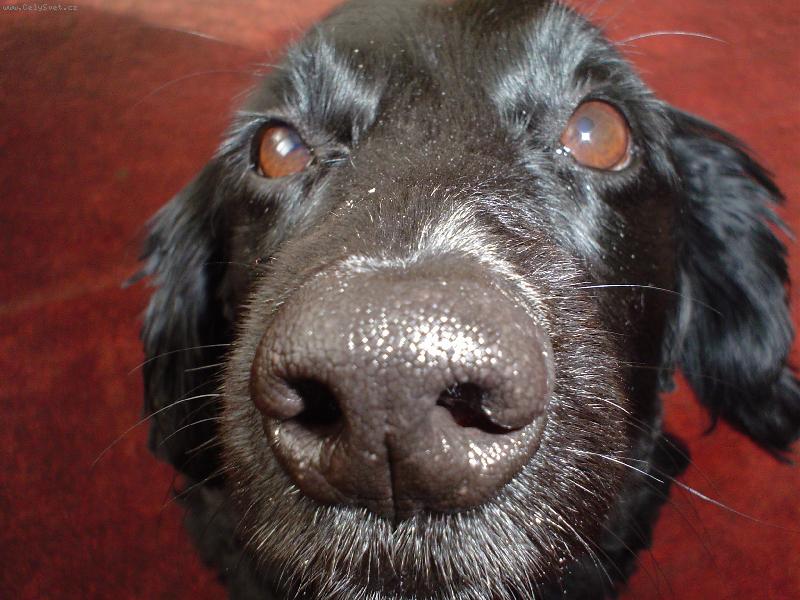 Foto: Ajka strk� nos kam nem�-Strk� nos kam nem�