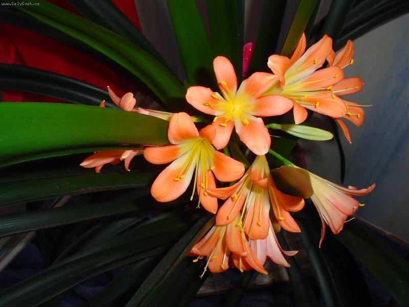 Foto: Hur�, rozkvetla poprv� po letech-Hur�, rozkvetla mi poprv� po letech