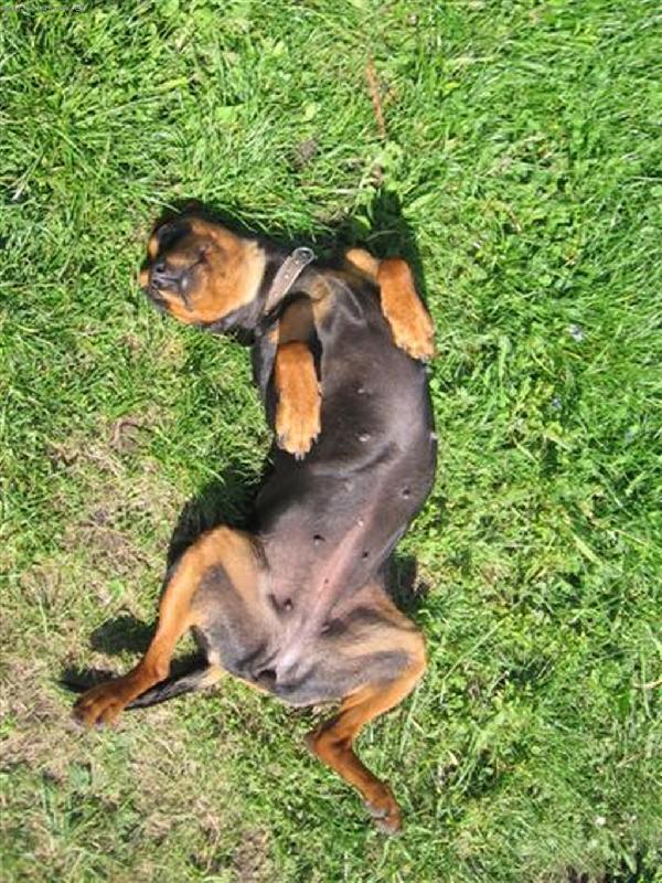 Foto: Hl�dac� fenka-,,To je pohodi�ka !"