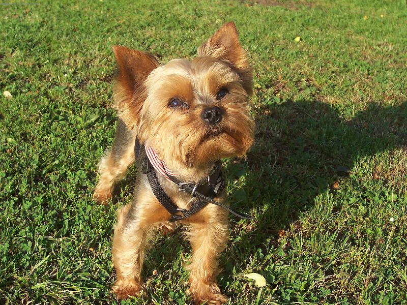 Foto: M�a na zahrad�