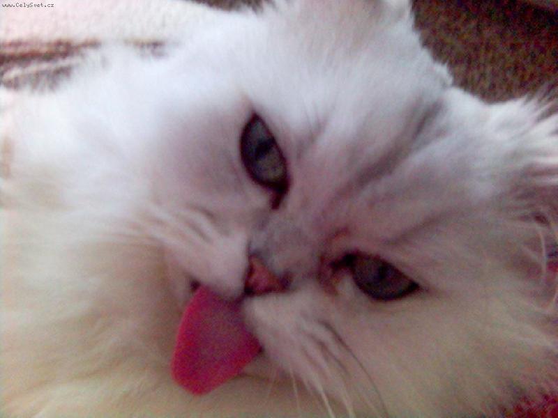 Foto: Jon�-Jon�ek vyplazuje sv�j dlouh� jaz��ek