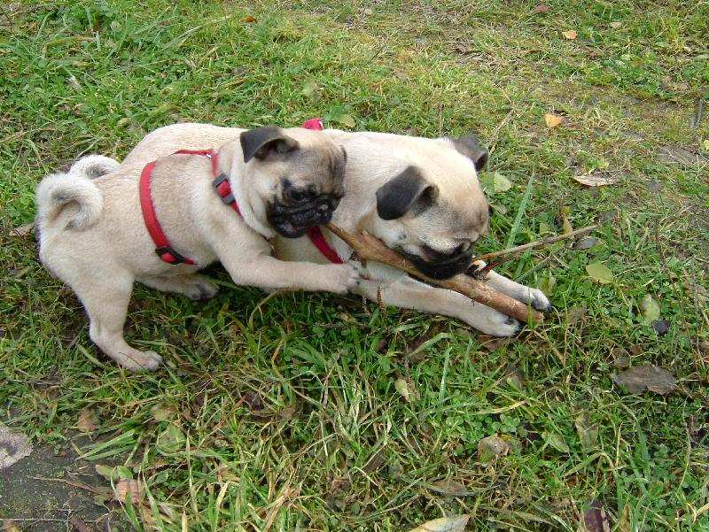 Foto: Jsme vesel�, jsme hrav�-p�lro�n� a dvou a p�l m�s��n� �t��ata p�i h�e