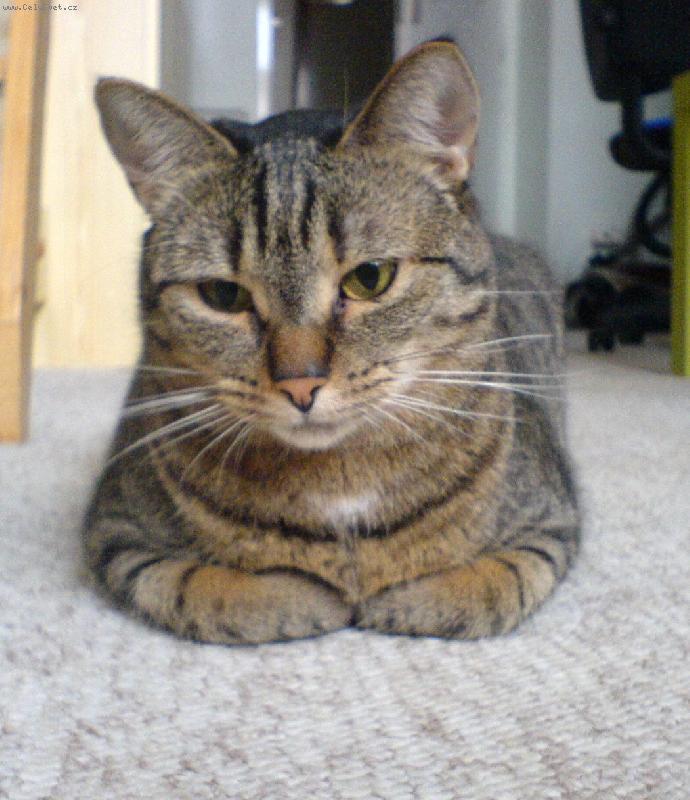 Foto: Sexina jako krabi�ka od sirek