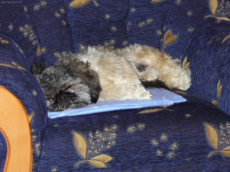 Foto: mil��ek-den�sek si odpo��v� a r�d:-)