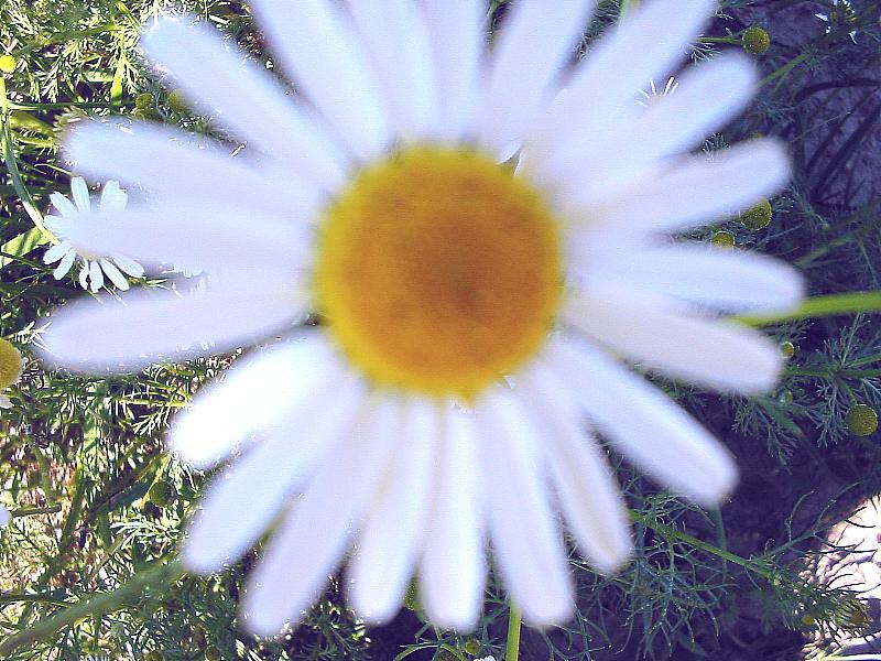 Foto: nejkr�sn�j�� kv�tina na louk�ch