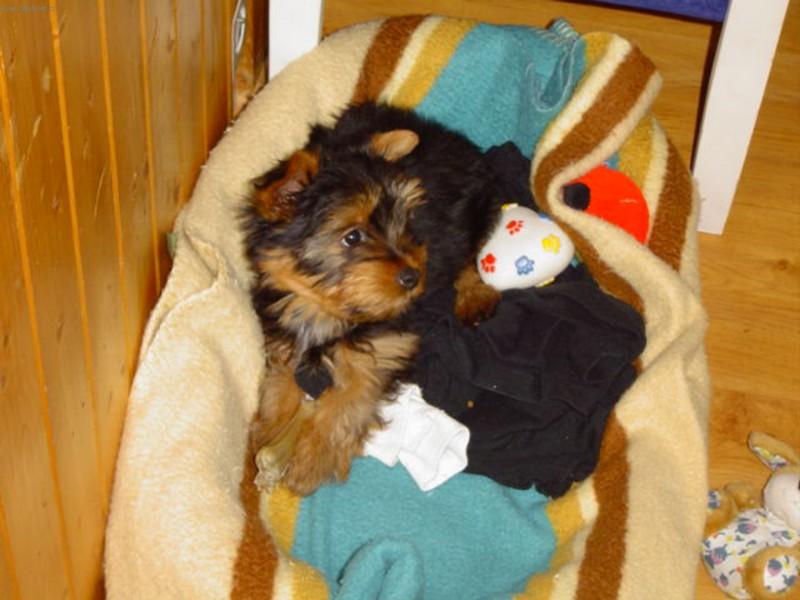 Foto: Maxovo foto-Vypad�m z profilu alespo� trochu jako bojov� pes?