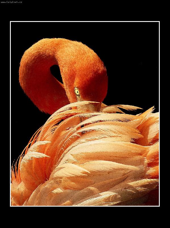 Foto: STYDLIV�...-ZOO-OSTRAVA