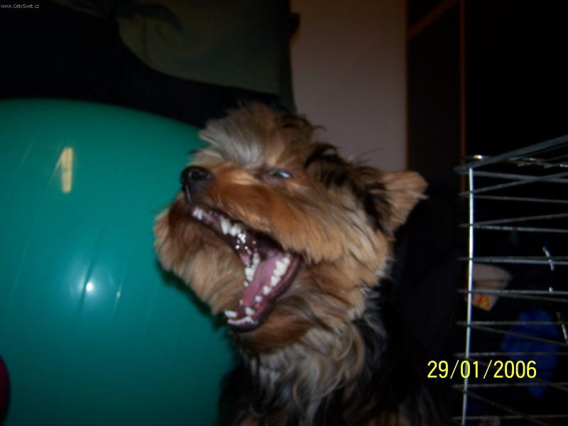 Foto: Velik�n Max-Jsem p�nem sv�ta!!!!U����