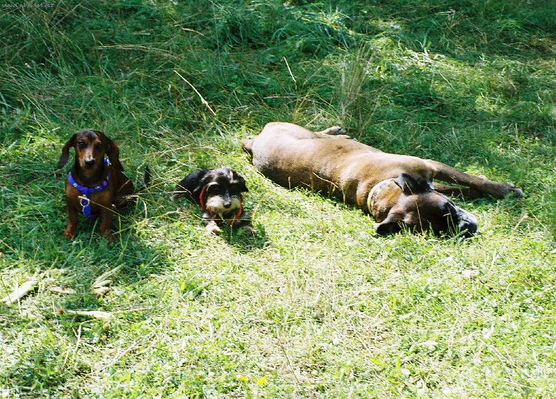 Foto: m�a elinka a bohunka-t�i unaven� mu�ket��i