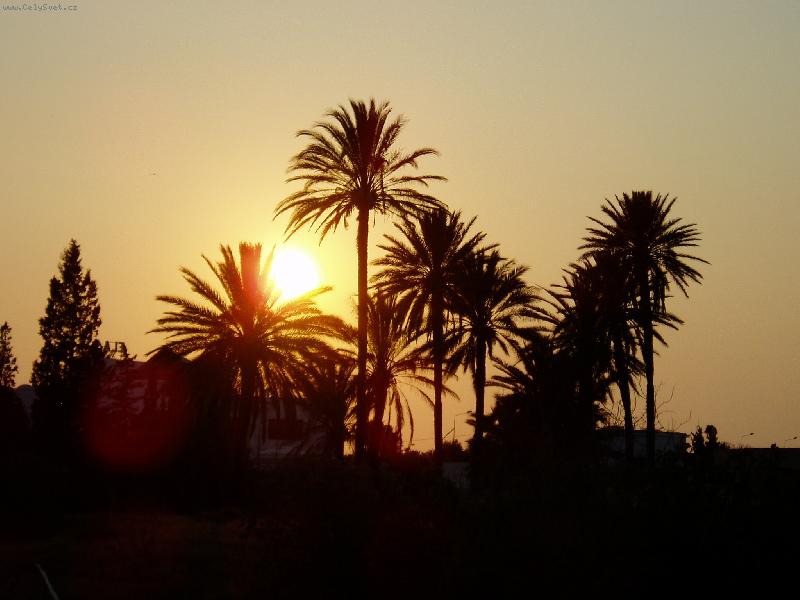 Foto: Z�pad slunce v korun�ch palem