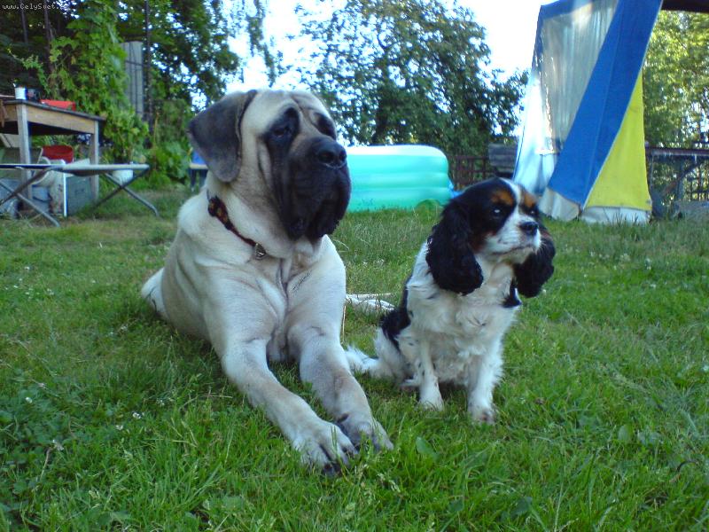 Foto: K�mo�ky-Mas.-F�fa,Kav.-Jena