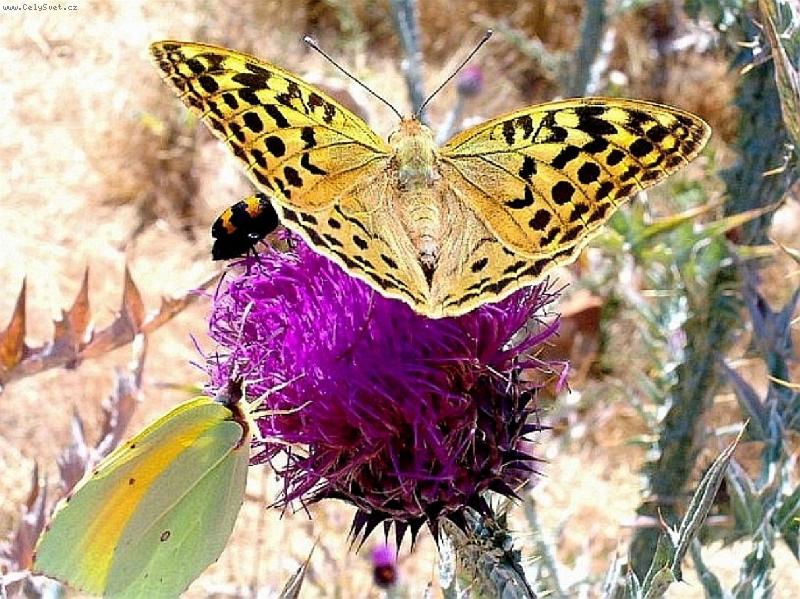 Foto: Kr�sa l�ta-Foceno u slan�ho jezera na Kornatech