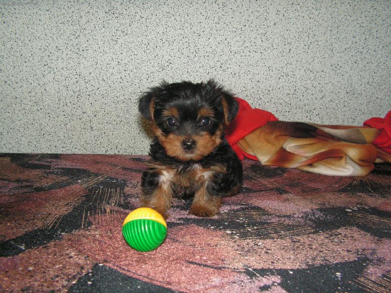 Foto: S�rinka pozoruje:o)-Je to moje �esti t�denn� fenka jork��rka