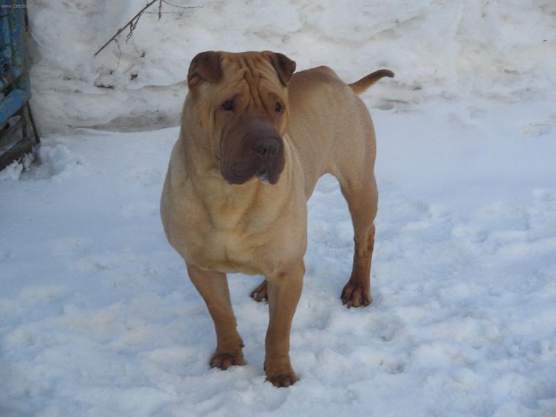 Foto: To je, ale zima......-Apollo.....mrznou mi tlapky... :-(