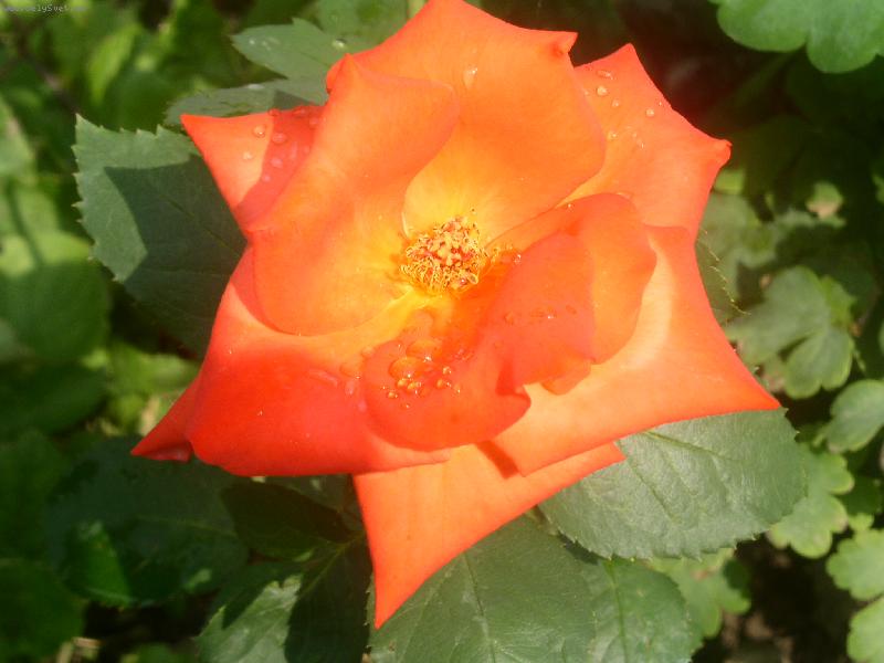 Foto: Orosen� kr�lovna