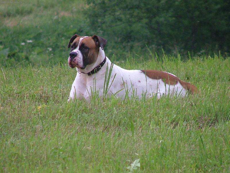 Foto: siesta-...tak to je m�j 14m�s��n� mil�ek-fenka american bulldog.....jinak srd��n� z�le�itost..